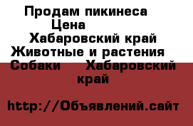 Продам пикинеса  › Цена ­ 8 000 - Хабаровский край Животные и растения » Собаки   . Хабаровский край